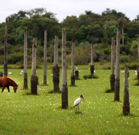 argentine estancia esteros del ibera cheval nature corrientes faune flore