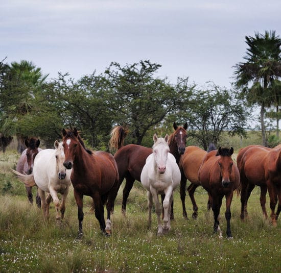 argentine estancia esteros del ibera chevaux cheval nature corrientes