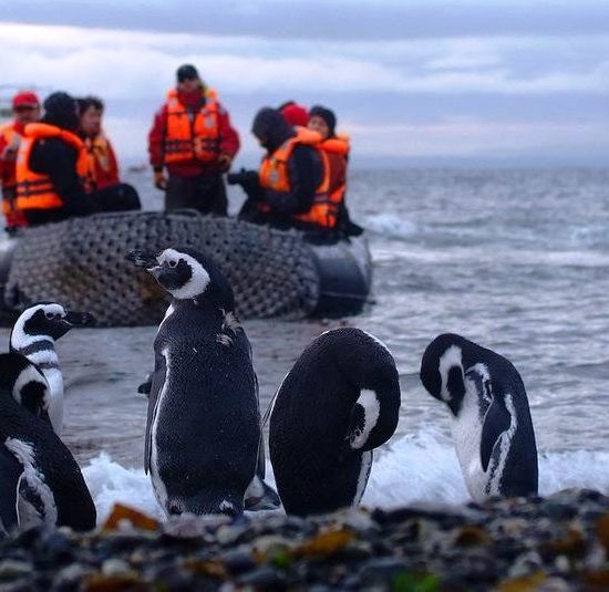 argentine patagonie parc national terre de feu bout du monde nature immersion découverte voyage croisière hostile manchot magellan mer cap horn