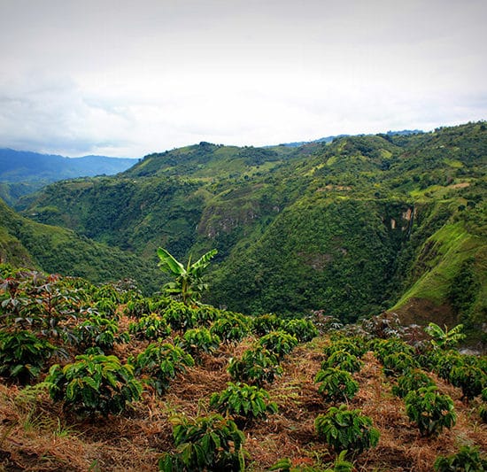 colombie san agustin culture café montagne verdoyant nature