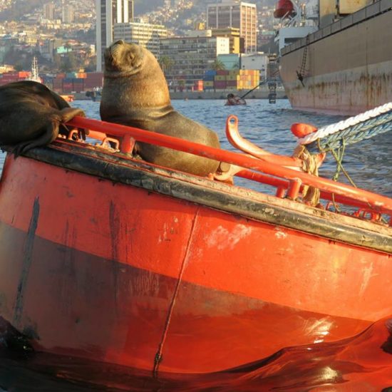 Chili valparaiso phoque bateau port