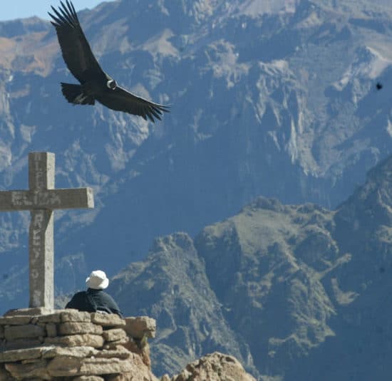 vallée canyon colca pérou montagnes condor aigle croix
