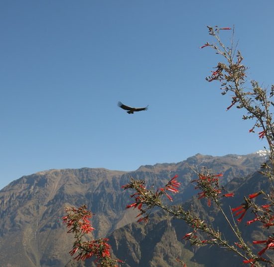 vallée canyon colca pérou montagnes condor aigle