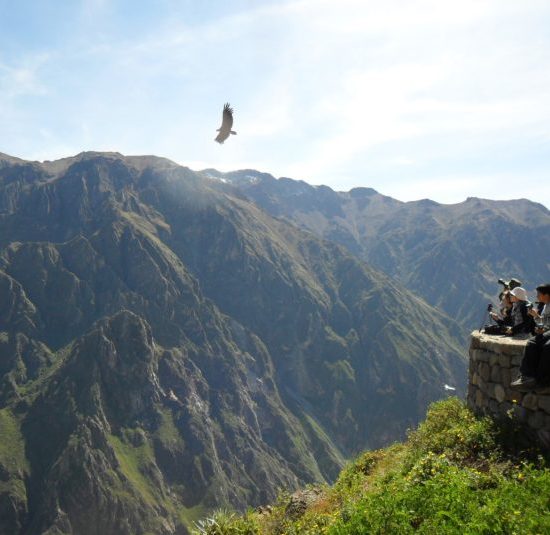 vallée canyon colca pérou montagnes condor aigle