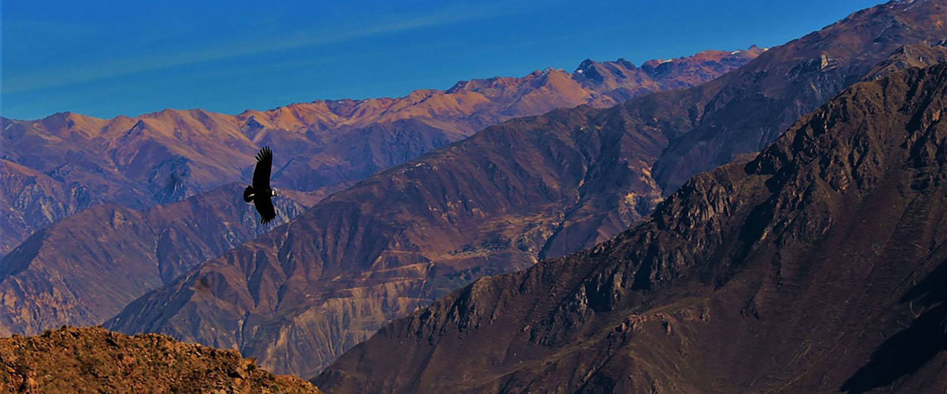 pérou canyon de colca aigle condor