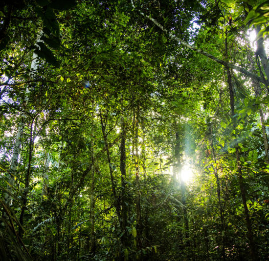 forêt amazonienne pérou puerto maldonado Tambopata River