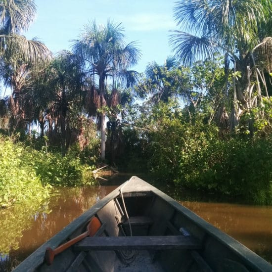 pérou puerto maldonado amazonie