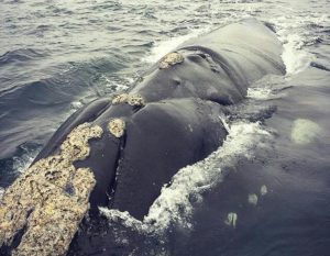 Baleine-Puerto-Madryn-Oceane Baleine-Puerto-Madryn-Oceane