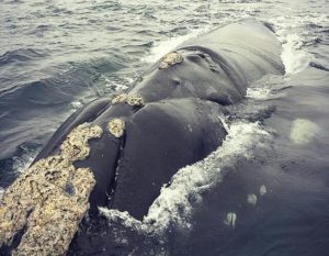 Baleine-Puerto-Madryn-Oceane