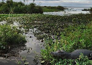 ESTERO_IBERA_ARGENTINE_voyage_sur_mesure_TIERRA_LATINA-crocodiles ESTERO_IBERA_ARGENTINE_voyage_sur_mesure_TIERRA_LATINA-crocodiles