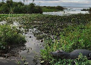 ESTERO_IBERA_ARGENTINE_voyage_sur_mesure_TIERRA_LATINA-crocodiles