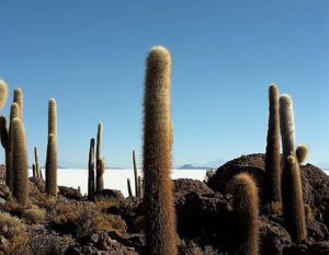 Florence-témoignage-perou-bolivie-tierra-latina-uyuni