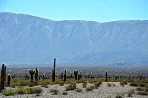 Argentine Cachi Desert de cactus