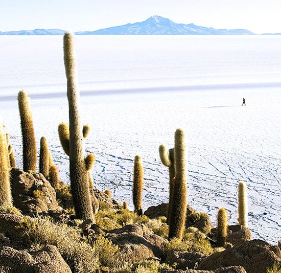 bolivie salar uyuni cactus nature curiosité immersion découverte