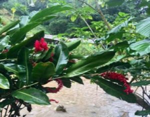 maria_colombie_voyages_sur_mesure_TIERRA_LATINA-1 maria_colombie_voyages_sur_mesure_TIERRA_LATINA-1