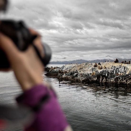 argentine patagonie parc national de la terre de feu ushuaia bout du monde immersion canal beagle nature manchots de magellan faune photo milieu hostile