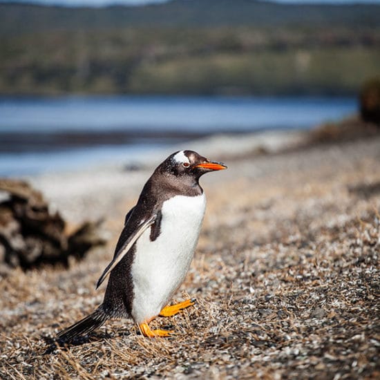 argentine patagonie parc national terre de feu bout du monde manchot magellan nature hostile sauvage immersion découverte voyage photo