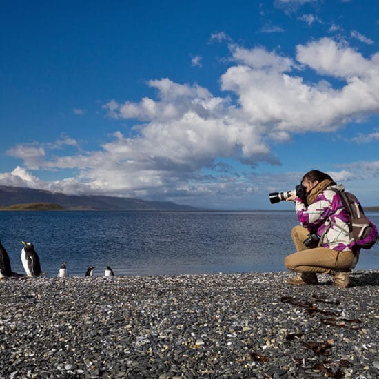 argentine patagonie parc national terre de feu bout du monde manchot magellan nature hostile sauvage immersion découverte voyage photo canal beagle