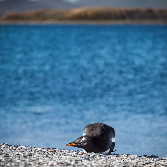 argentine patagonie parc national terre de feu bout du monde manchot magellan nature hostile sauvage immersion découverte voyage photo canal beagle faune
