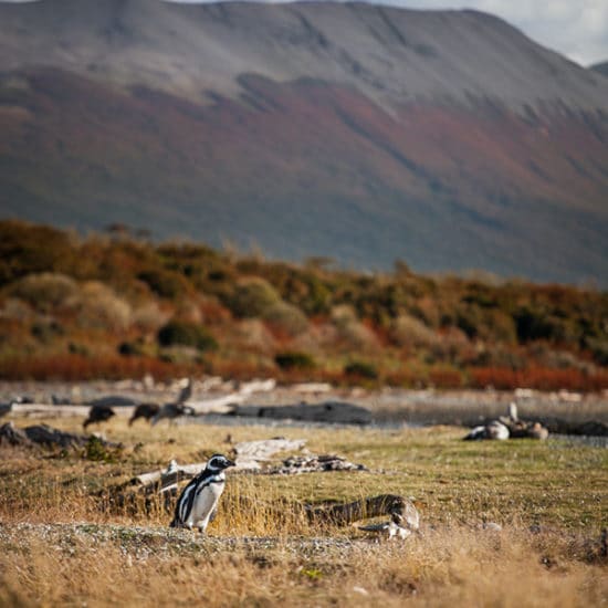 argentine patagonie parc national terre de feu bout du monde ushuaia paysage nature immersion montagne sauvage manchot magellan