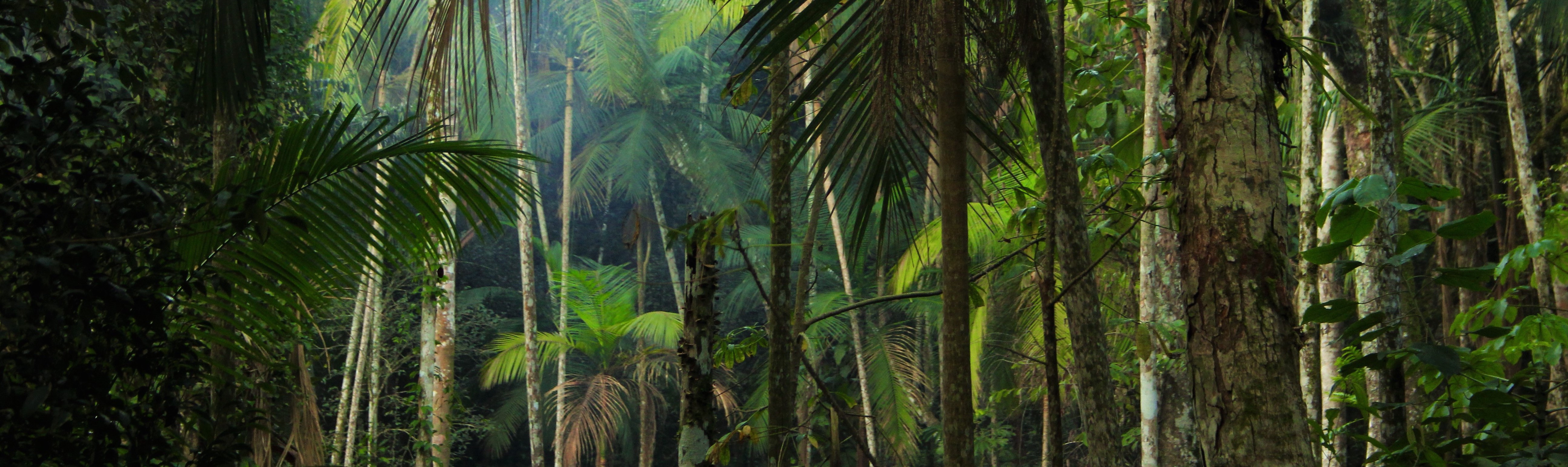 Iguazu immersion jungle Argentine Brésil Voyage Tierra Latina forêt palmiers