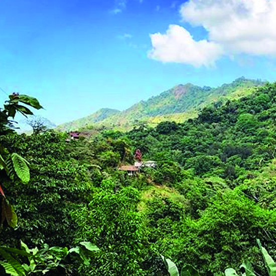 colombie minca forêt nature flore verdoyant