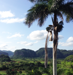 vallée de Viñales, berceau du tabac cubain