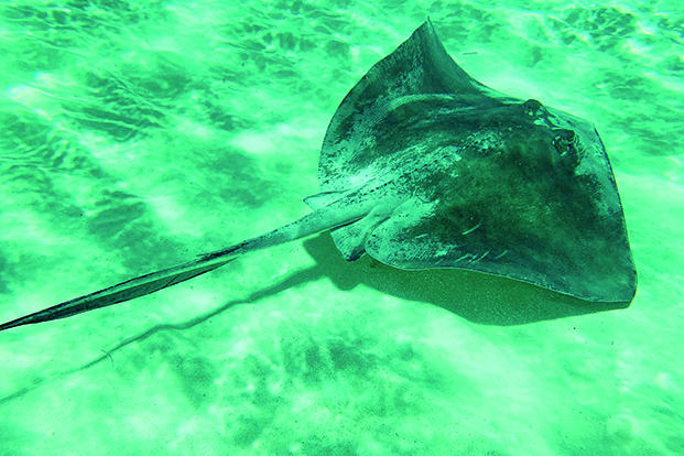 Mexique l’île de Cozumel