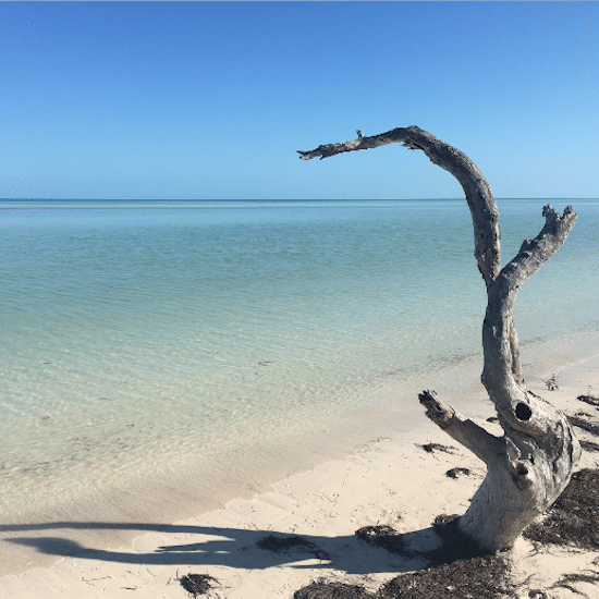 mexique ile holbox yucatan caraïbes mer bleue turquoise plage magnifique paradisiaque arbre mort souche baignade horizon