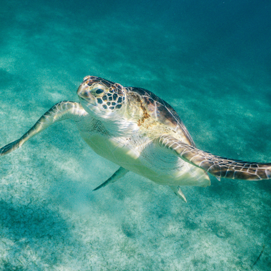 Mexique Tortue Marine Yucatan Mer Plongée Snorkeling Ile Cozumel eau turquoise faune proximité plongée