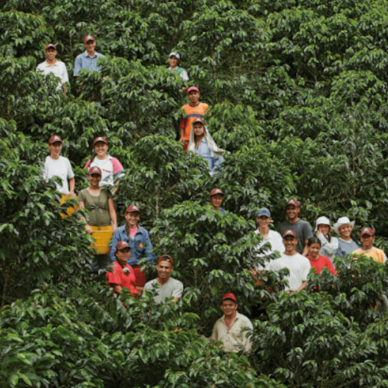 colombie pereira café graine zone cafetière culture agriculture