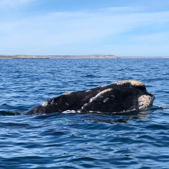 Tierra Latina. Voyage accessible Buenos Aires Baleines