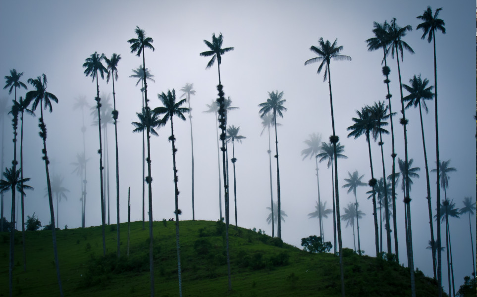 Voyage Tierra Latina Colombie Valle Cocora