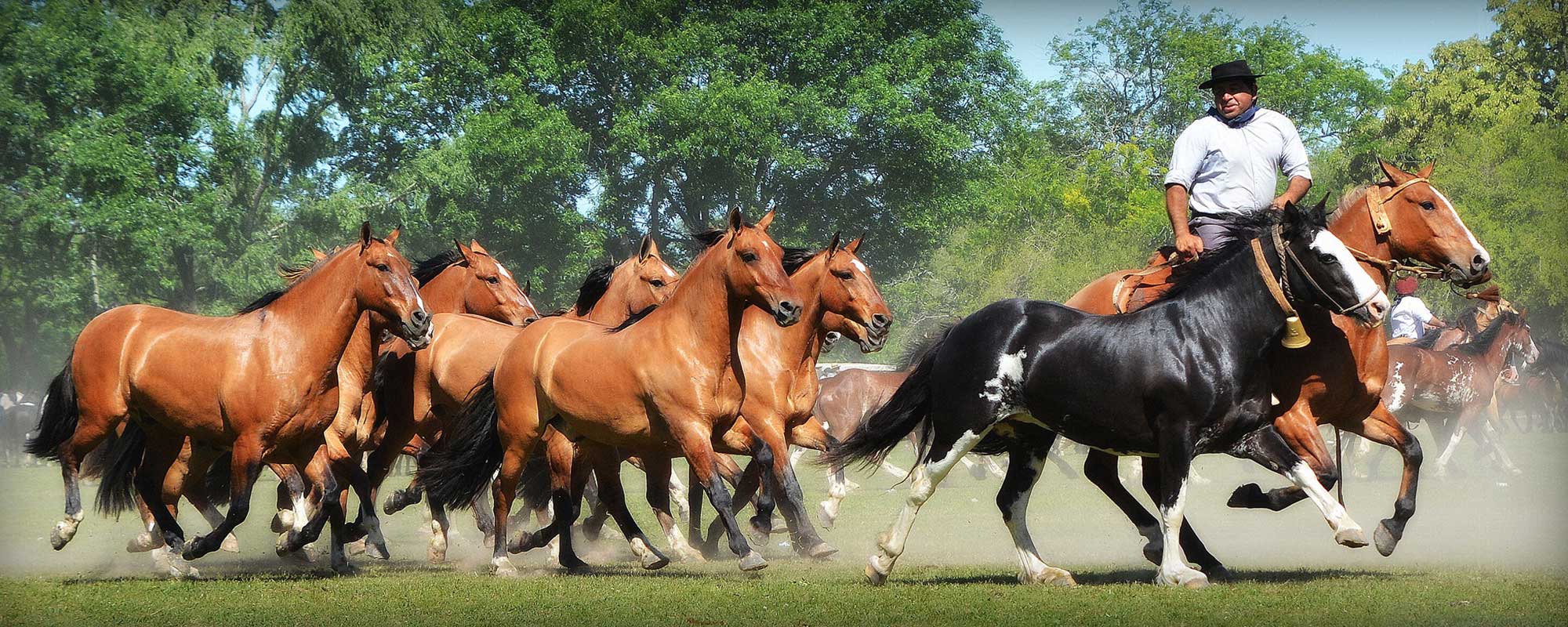 Chili san antonio de areco chevaux gauchos