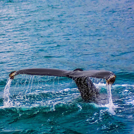 Voyage Tierra Latina Colombie Bahia Solano Baleines