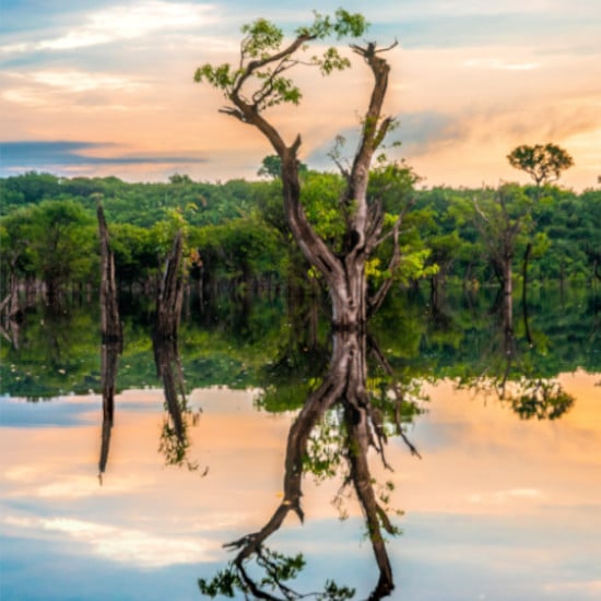 TierraLatina-Amazonie-Fleuve-Arbre-Manaus-Poumon-de-la-terre