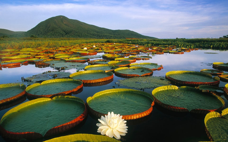 Tierra-Latina-Brésil-Pantanal-Marécage