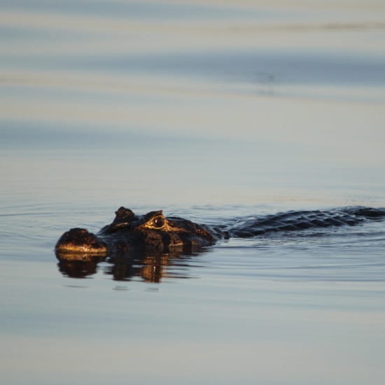 TierraLatina-Bresil-Mato-Grosso-Pantanal-Alligator-Caiman-Crocodile