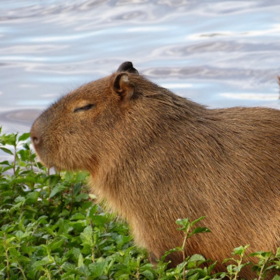 TierraLatina-Bresil-Mato-Grosso-Pantanal-Capybara