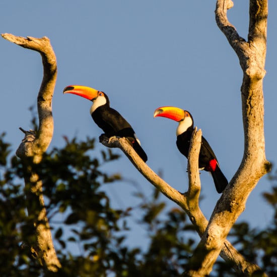 TierraLatina-Bresil-Mato-Grosso-Pantanal-Toucan