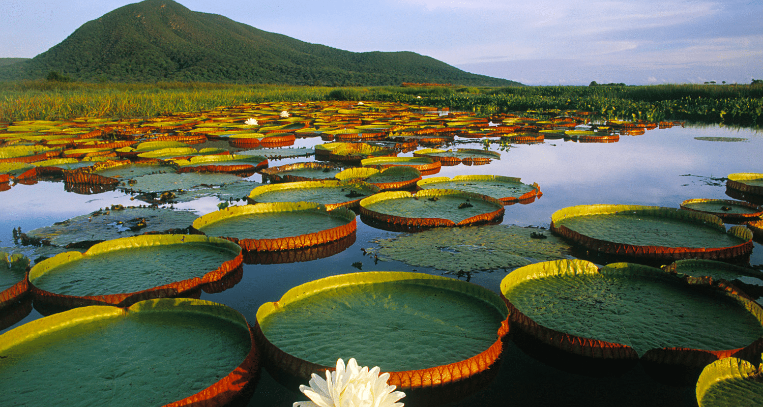 TierraLatina-Pantanal-Marécage-Nénuphar-Fleur