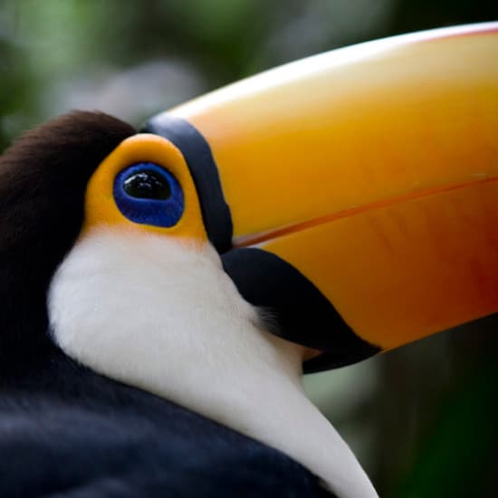 toucan oiseau costa rica bresil