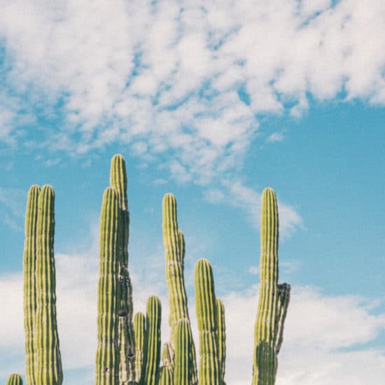 TierraLatina-Mexique-Cactus