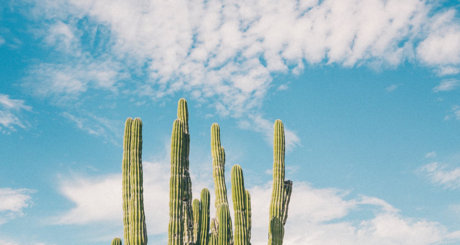 TierraLatina-Mexique-Cactus