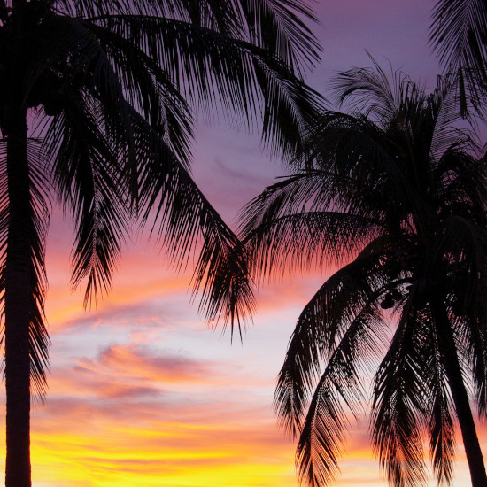 TierraLatina-Mexique-Oaxaca-Puerto-Escondido-Palmier-Coucher-de-soleil-Côte-Pacifique