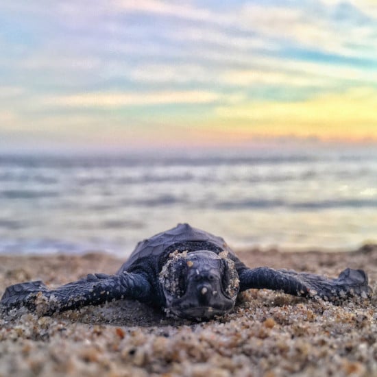 TierraLatina-Mexique-Oaxaca-Puerto-Escondido-Tortues-Côte-Pacifique