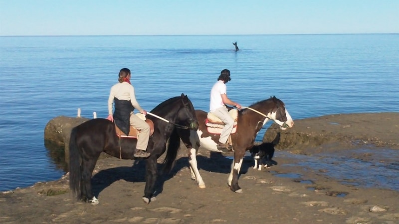 ARGENTINE-Observation-Baleines-Puerto-Madryn-Peninsule-Valdes-Criollo-de_Valdes