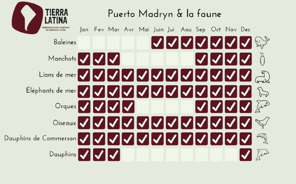 calendrier-faune-puerto-madryn-peninsule-valdes-argentine