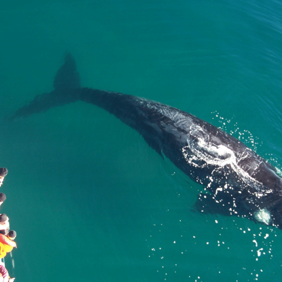 Puerto-madryn-peninsule-valdes-argentine-baleines