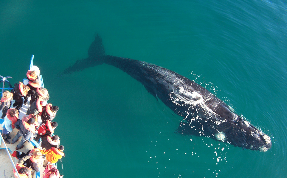 Puerto-madryn-peninsule-valdes-argentine-baleines